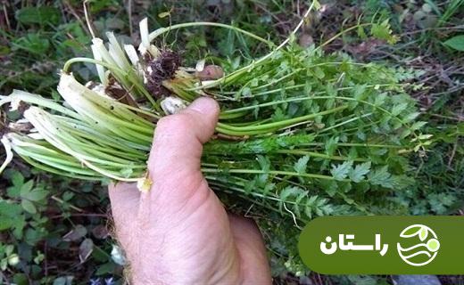 چوچاغ یا زولنگ؛ سبزی بهاری محبوب که شبیه یک گیاه مرگبار است + دستور پخت خورش چوچاغ و کوکو چوچاغ چوچاغ یا زولنگ