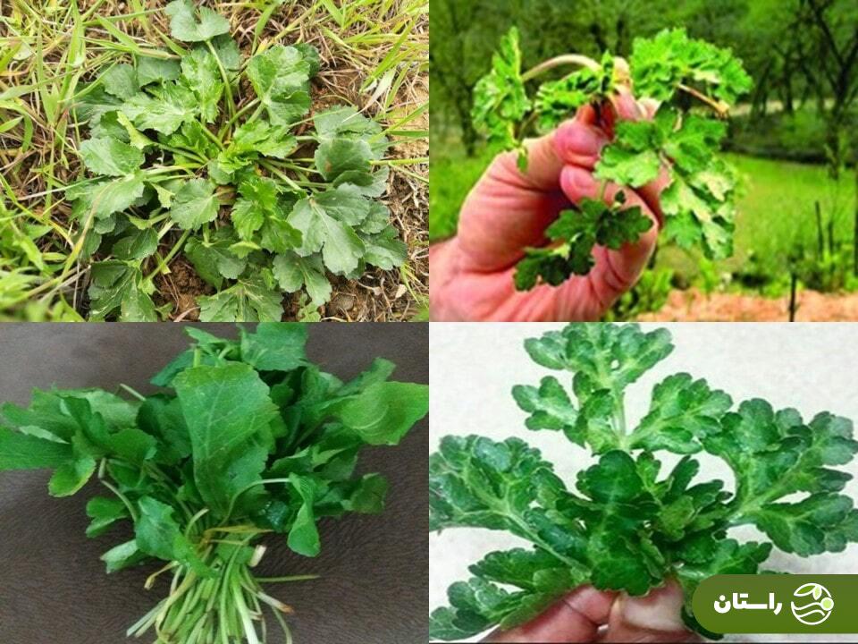 چوچاغ یا زولنگ؛ سبزی بهاری محبوب که شبیه یک گیاه مرگبار است + دستور پخت خورش چوچاغ و کوکو چوچاغ چوچاغ یا زولنگ