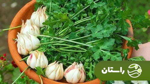 چوچاغ یا زولنگ؛ سبزی بهاری محبوب که شبیه یک گیاه مرگبار است + دستور پخت خورش چوچاغ و کوکو چوچاغ چوچاغ یا زولنگ
