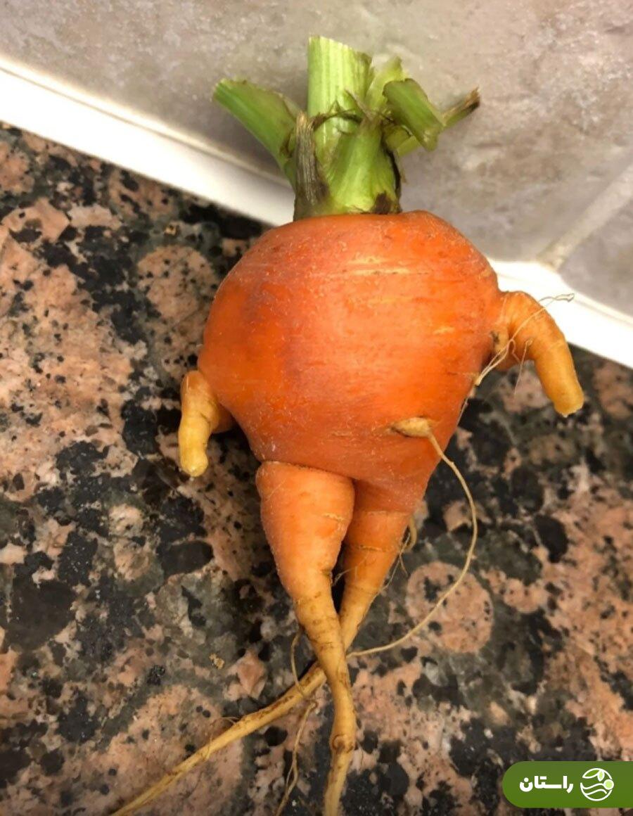 معرفی کتاب آناهیتا درگاهی، جشن تولد رضا عطاران، سلفی نفس بازغی و حمایت ویژه حامد بهداد از تتلو + عکس و فیلم معرفی کتاب آناهیتا درگاهی، جشن تولد رضا عطاران، سلفی نفس بازغی و حمایت ویژه حامد بهداد از تتلو + عکس و فیلم