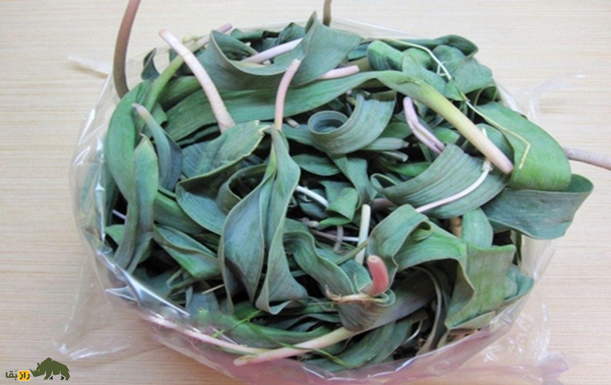 والک؛ محبوبترین و خوشمزهترین سبزی بهار کجا پیدا میشود؟ + دستور پخت والک پلو و کوکو والک والک