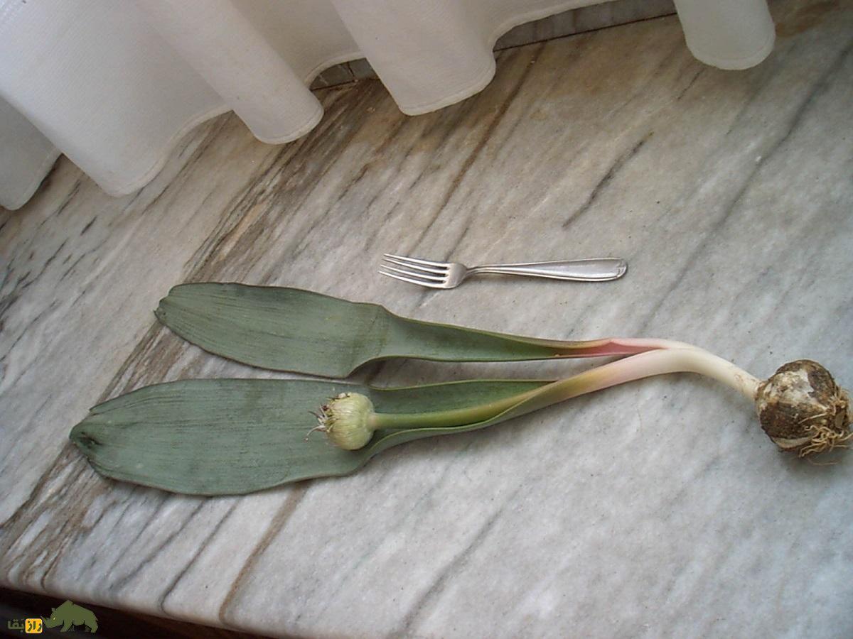 والک؛ محبوبترین و خوشمزهترین سبزی بهار کجا پیدا میشود؟ + دستور پخت والک پلو و کوکو والک والک