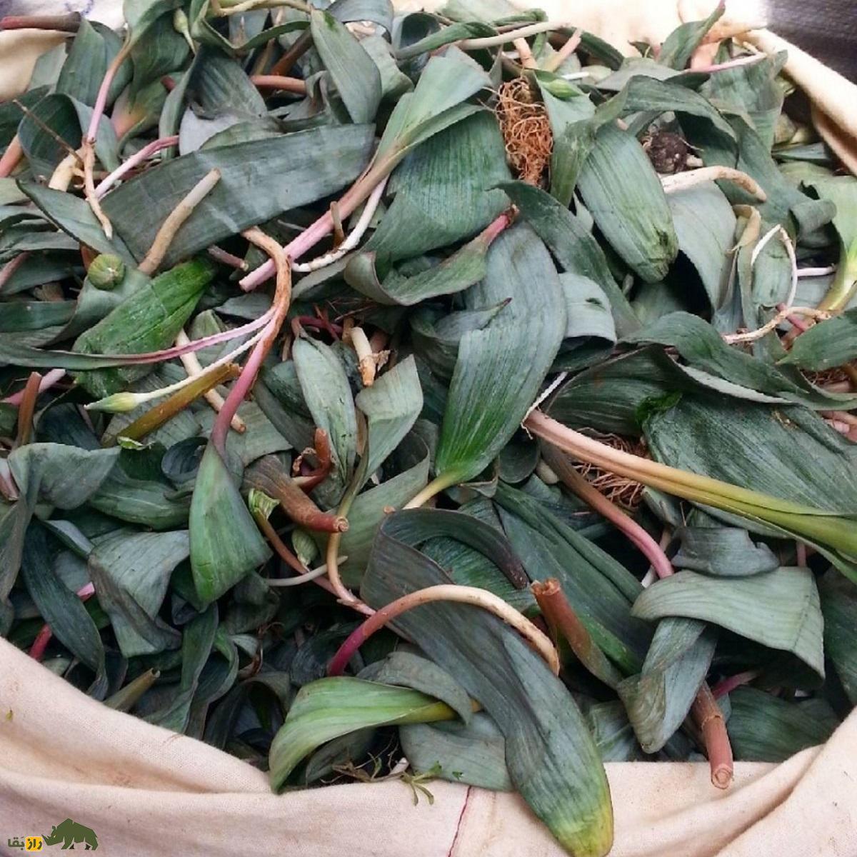 والک؛ محبوبترین و خوشمزهترین سبزی بهار کجا پیدا میشود؟ + دستور پخت والک پلو و کوکو والک والک