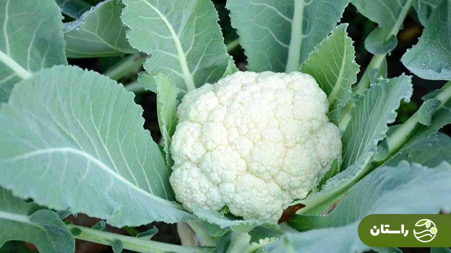 ۱۶ خاصیت شفابخش گل کلم؛ از درمان سرطان تا کبد چرب