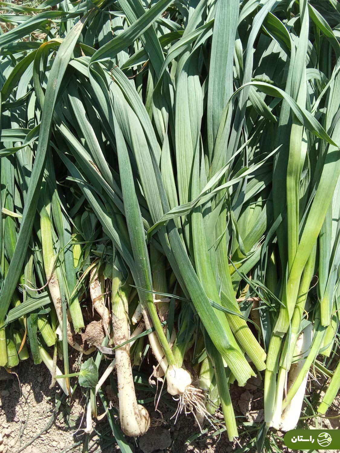 سیرموک؛ سیرموک چیست؟ در کجاها یافت میشود؟ و چه غذاهایی میشود با آن پخت؟ سیرموک؛ سیرموک چیست؟ در کجاها یافت میشود؟ و چه غذاهایی میشود با آن پخت؟