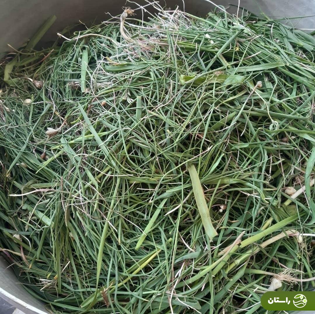 سیرموک؛ سیرموک چیست؟ در کجاها یافت میشود؟ و چه غذاهایی میشود با آن پخت؟ سیرموک؛ سیرموک چیست؟ در کجاها یافت میشود؟ و چه غذاهایی میشود با آن پخت؟