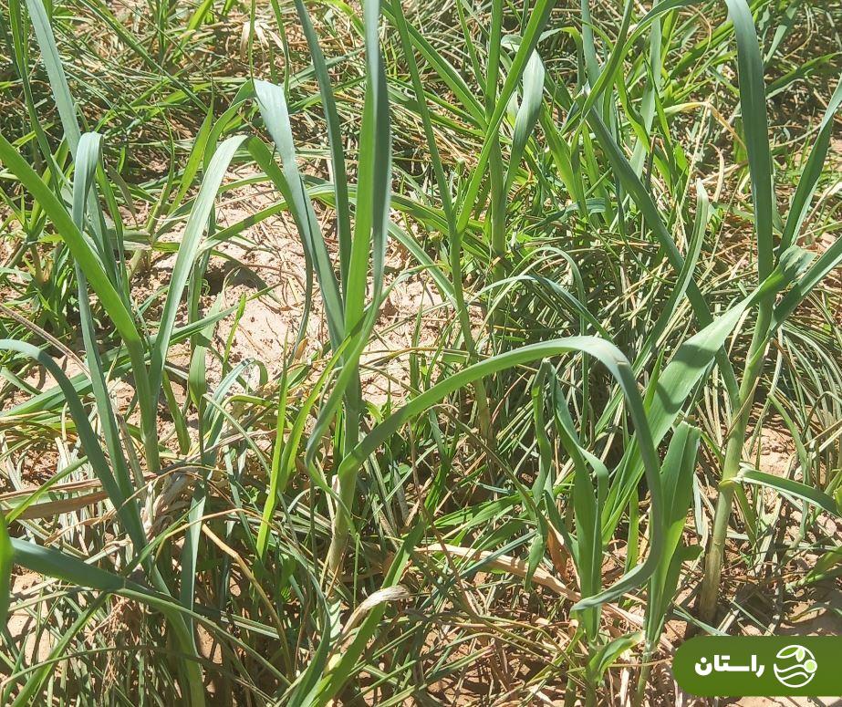 سیرموک؛ سیرموک چیست؟ در کجاها یافت میشود؟ و چه غذاهایی میشود با آن پخت؟ سیرموک؛ سیرموک چیست؟ در کجاها یافت میشود؟ و چه غذاهایی میشود با آن پخت؟