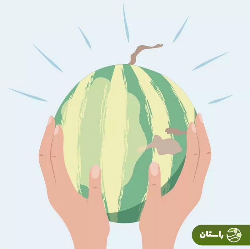 چطور یک هندوانه شیرین و آبدار انتخاب کنیم؟ چطور یک هندوانه شیرین و آبدار انتخاب کنیم؟