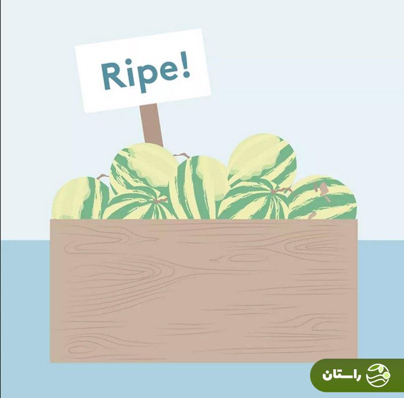 چطور یک هندوانه شیرین و آبدار انتخاب کنیم؟ چطور یک هندوانه شیرین و آبدار انتخاب کنیم؟