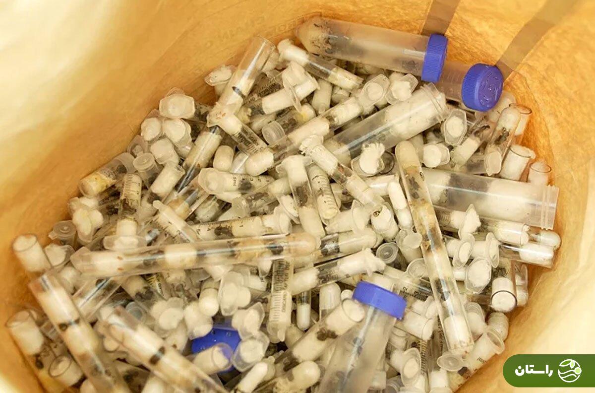 قاچاقیان نوجوان بلژیکی با ۵ هزار مورچه در کنیا دستگیر شدند + عکس قاچاقیان نوجوان بلژیکی با ۵ هزار مورچه در کنیا دستگیر شدند + عکس