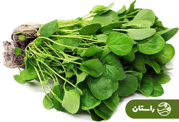 تره تیزک؛ شاه سبزی‌های بهار که کسی از بدی‌هایش به شما چیزی نمی‌گوید | به این دلایل شاهی مصرف نکنید!