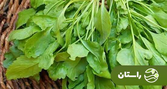 تره تیزک یا شاهی