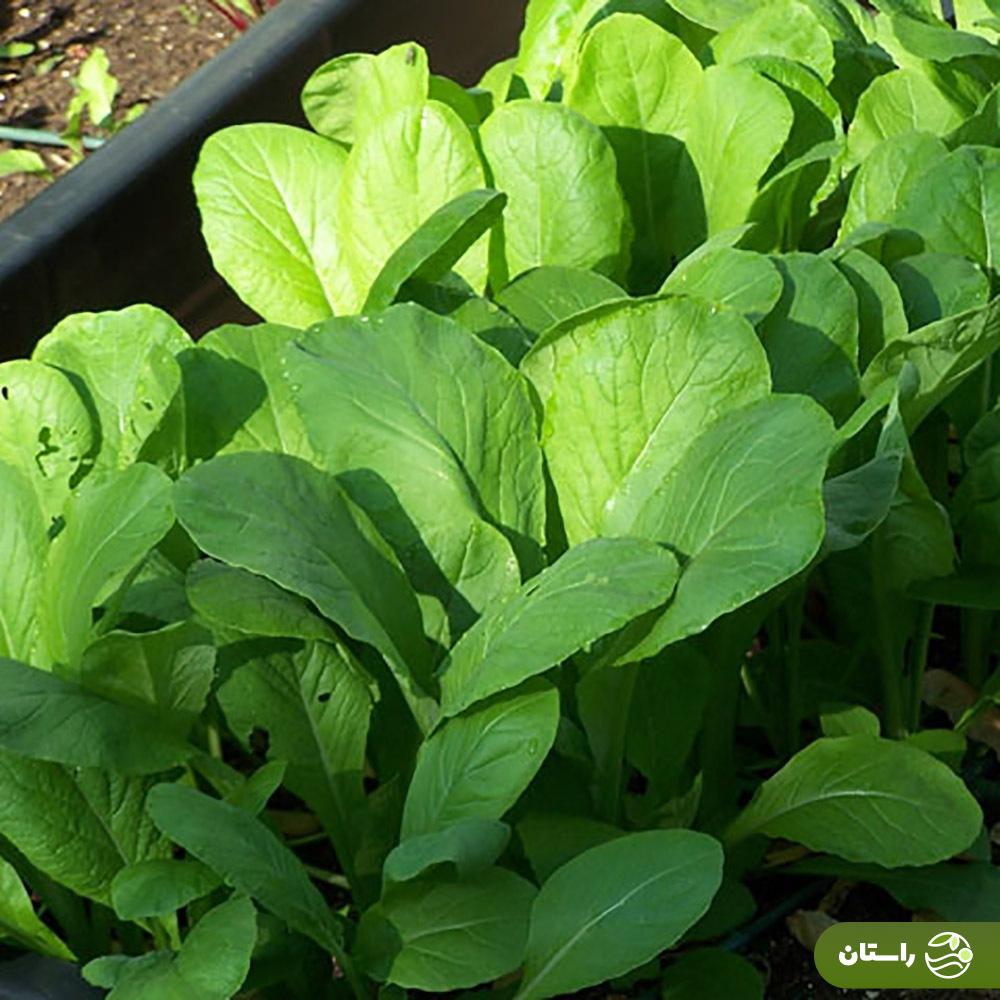 تره تیزکپ یا شاهی