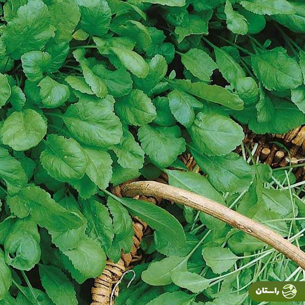 تره تیزک؛ شاه سبزی‌های بهار که کسی از بدی‌هایش به شما چیزی نمی‌گوید | به این دلایل شاهی مصرف نکنید!