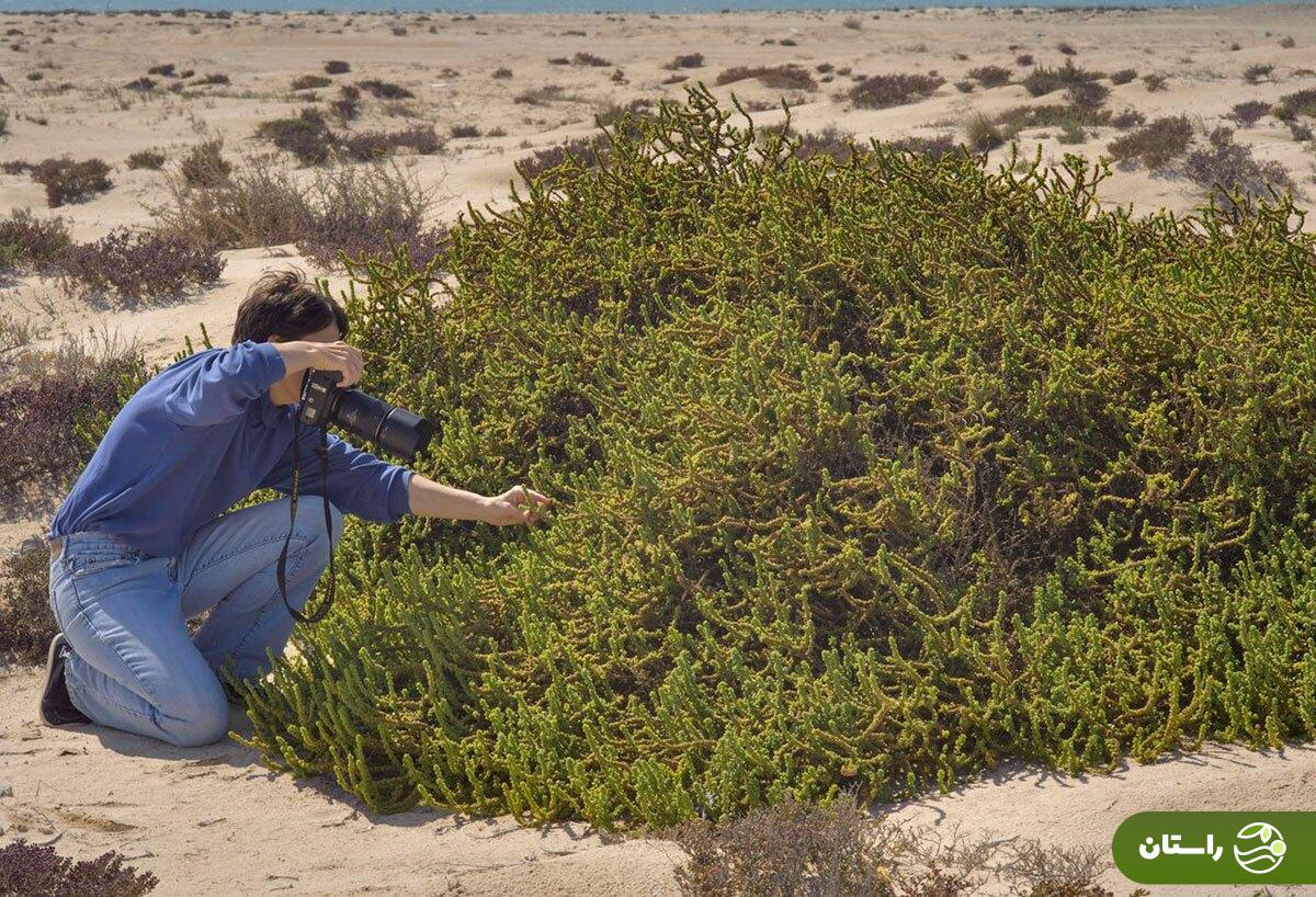 سمسیل؛ هدیه بهار به زمینهای خشک و شور جنوب ایران که خوشمزهترین املت و دمپختک جنوبی با آن درست میشود سمسیل؛ هدیه بهار به زمینهای خشک و شور جنوب ایران که خوشمزهترین املت و دمپختک جنوبی با آن درست میشود