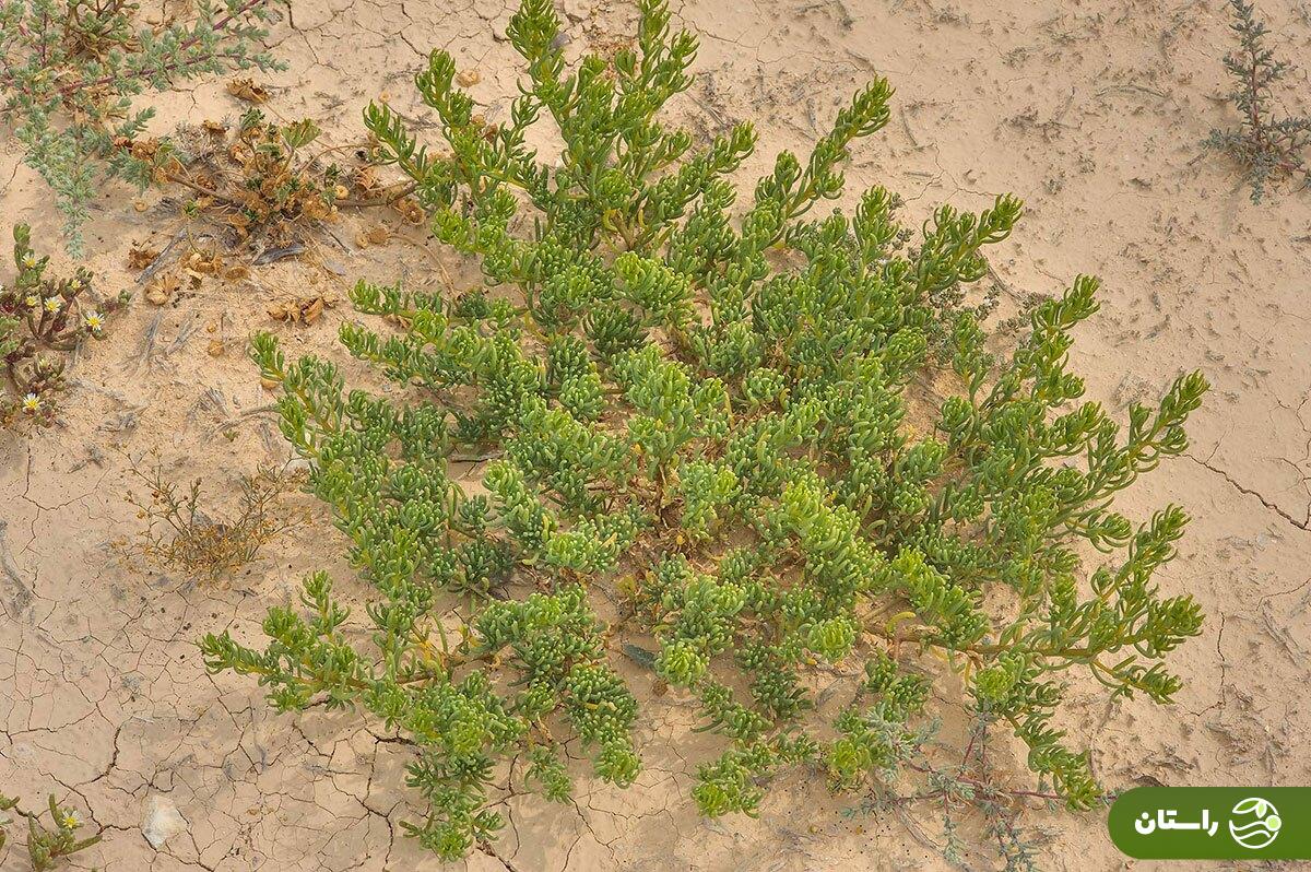 سمسیل؛ هدیه بهار به زمینهای خشک و شور جنوب ایران که خوشمزهترین املت و دمپختک جنوبی با آن درست میشود سمسیل