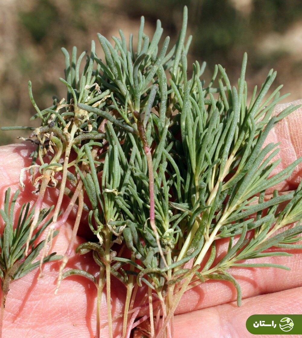 سمسیل؛ هدیه بهار به زمینهای خشک و شور جنوب ایران که خوشمزهترین املت و دمپختک جنوبی با آن درست میشود سمسیل