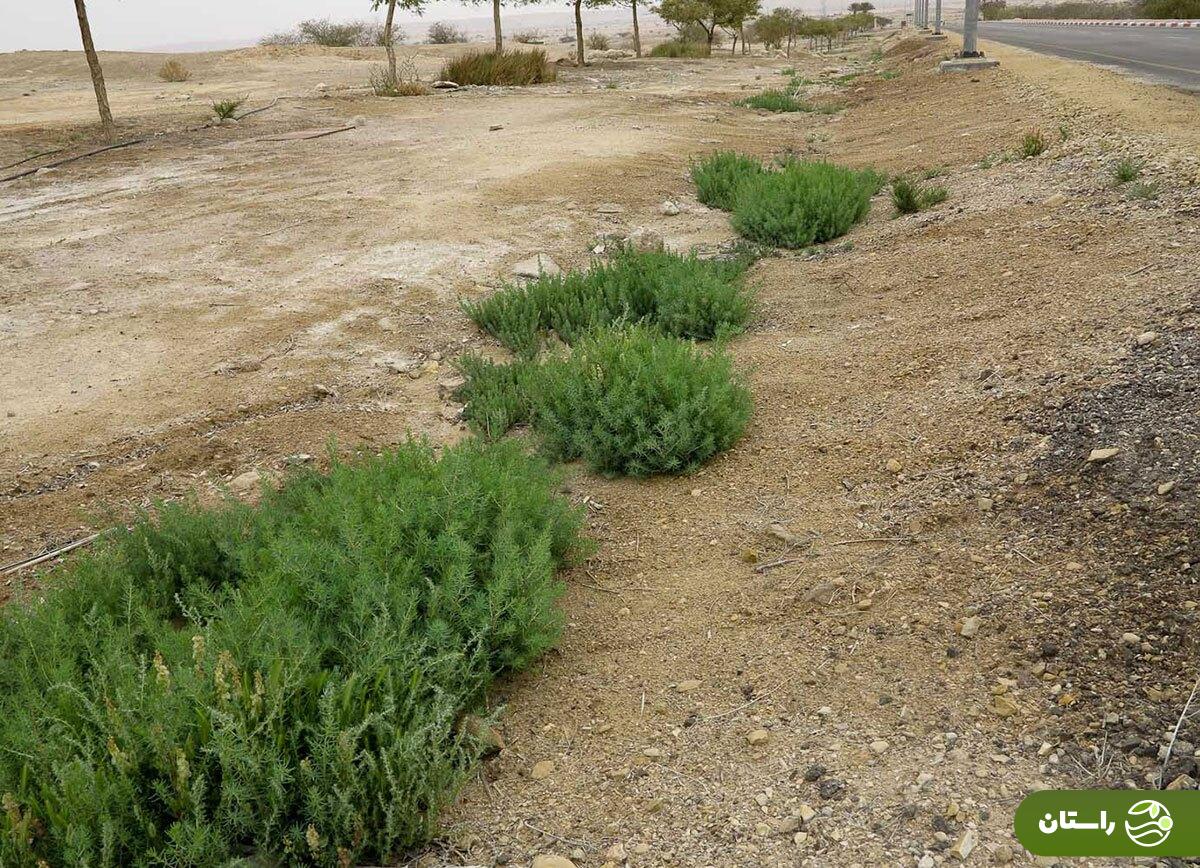 سمسیل؛ هدیه بهار به زمینهای خشک و شور جنوب ایران که خوشمزهترین املت و دمپختک جنوبی با آن درست میشود سمسیل