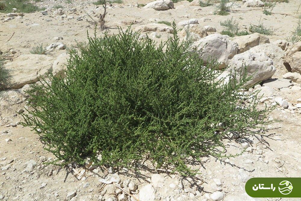 سمسیل؛ هدیه بهار به زمینهای خشک و شور جنوب ایران که خوشمزهترین املت و دمپختک جنوبی با آن درست میشود سمسیل