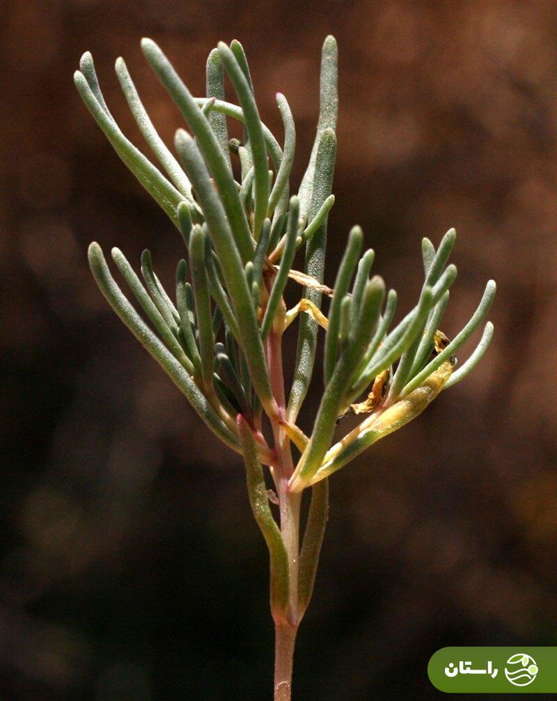 سمسیل؛ هدیه بهار به زمینهای خشک و شور جنوب ایران که خوشمزهترین املت و دمپختک جنوبی با آن درست میشود سمسیل