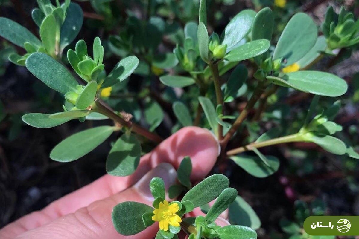 خرفه؛ چرا این سبزی بسیار مقاوم و کمتوقع سبزی مورد علاقه حضرت زهرا بود؟ خرفه