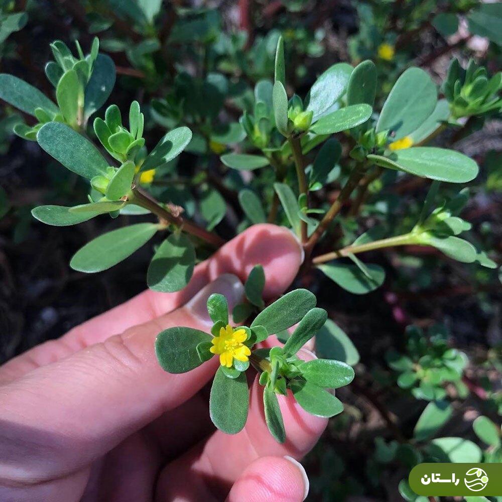 خرفه؛ چرا این سبزی بسیار مقاوم و کمتوقع سبزی مورد علاقه حضرت زهرا بود؟ خرفه