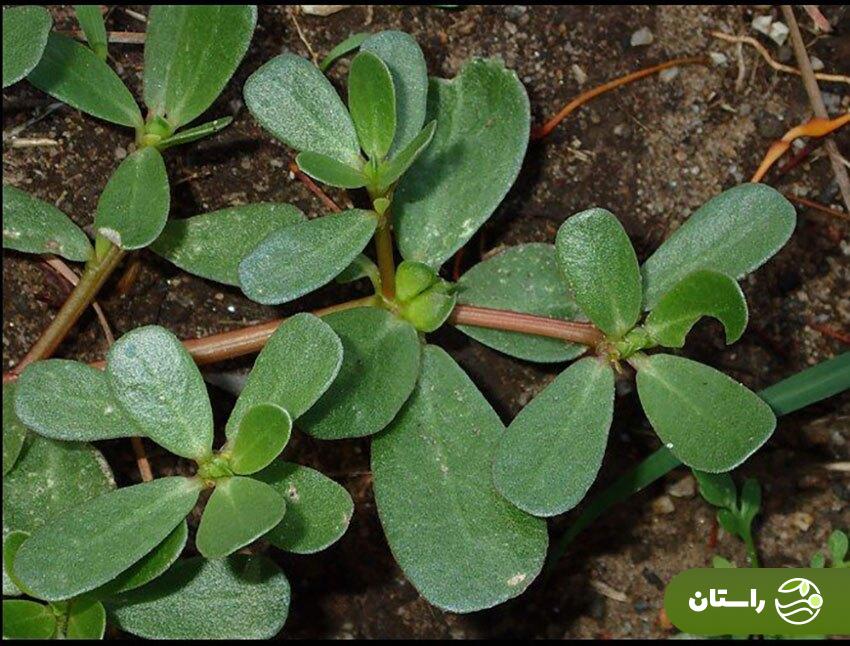 خرفه؛ چرا این سبزی بسیار مقاوم و کمتوقع سبزی مورد علاقه حضرت زهرا بود؟ خرفه