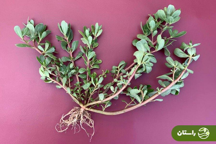 خرفه؛ چرا این سبزی بسیار مقاوم و کمتوقع سبزی مورد علاقه حضرت زهرا بود؟ خرفه