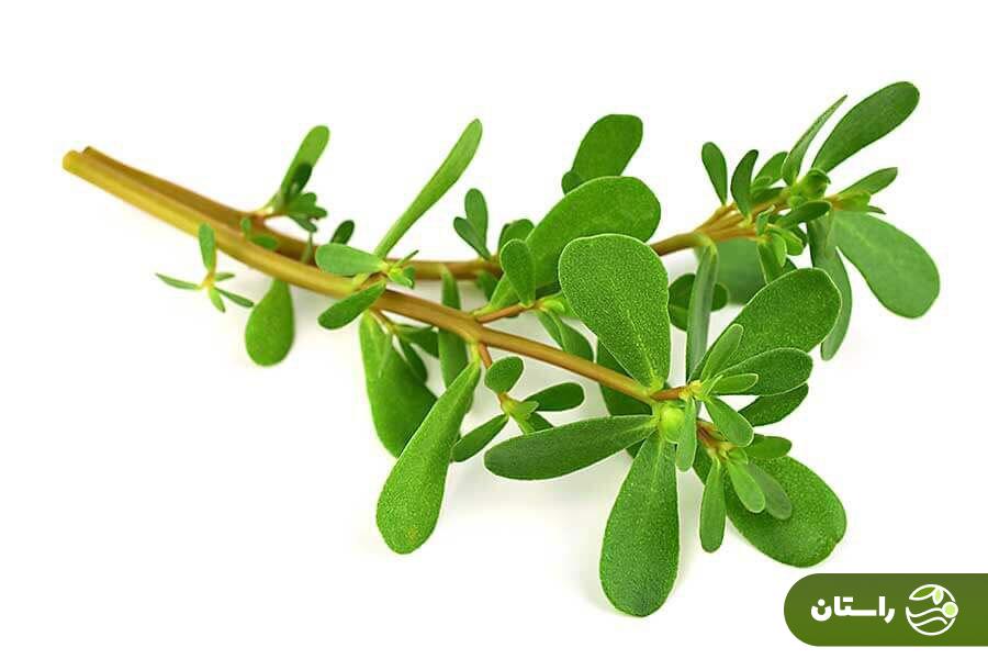 خرفه؛ چرا این سبزی بسیار مقاوم و کمتوقع سبزی مورد علاقه حضرت زهرا بود؟ خرفه