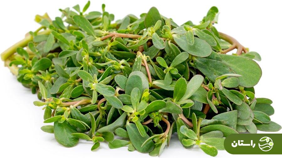 خرفه؛ چرا این سبزی بسیار مقاوم و کمتوقع سبزی مورد علاقه حضرت زهرا بود؟ خرفه