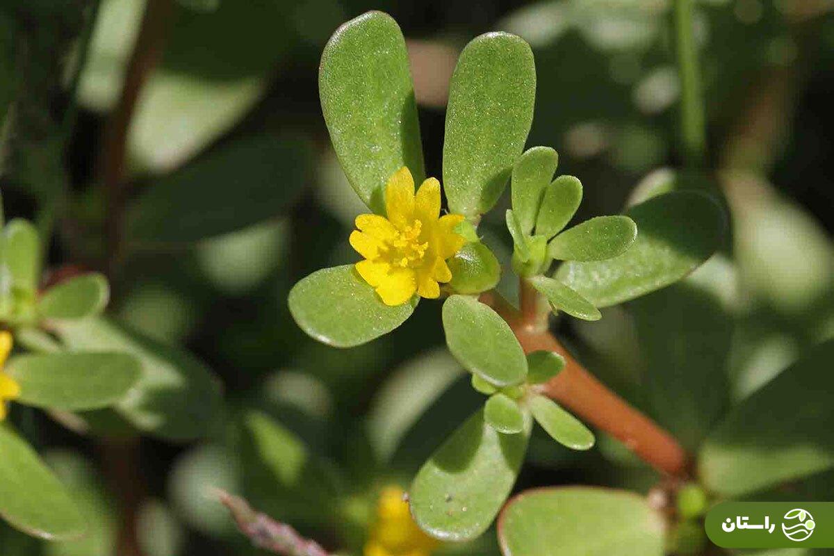 خرفه؛ چرا این سبزی بسیار مقاوم و کمتوقع سبزی مورد علاقه حضرت زهرا بود؟ خرفه