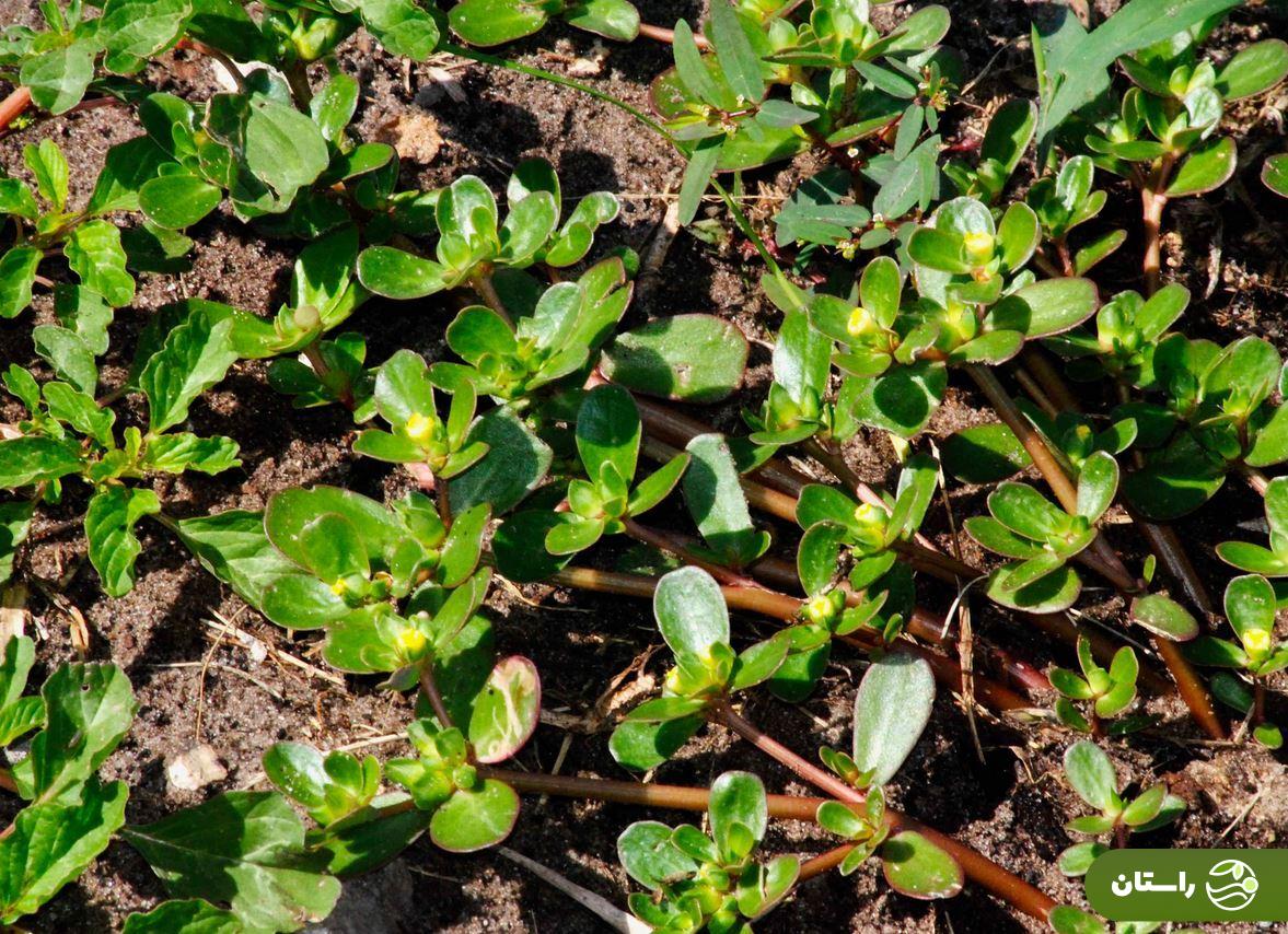 خرفه؛ چرا این سبزی بسیار مقاوم و کمتوقع سبزی مورد علاقه حضرت زهرا بود؟ خرفه