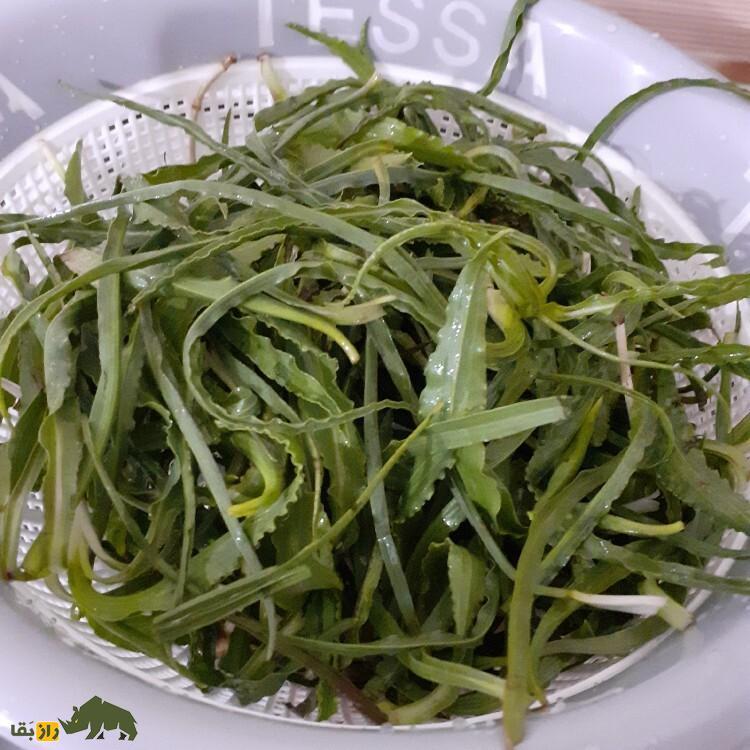 شنگ؛ پرطرفدارترین سبزی کوهی در میان لُرها و کُرد‌ها که ۴ ماه برای خوردنش فرصت دارید!