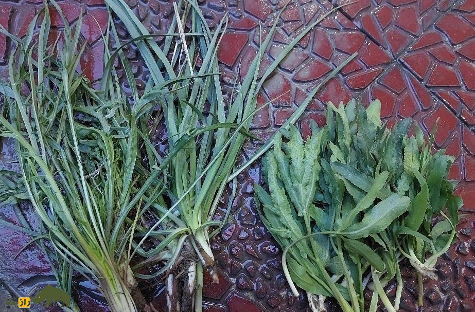 شنگ؛ پرطرفدارترین سبزی کوهی در میان لُرها و کُرد‌ها که ۴ ماه برای خوردنش فرصت دارید!