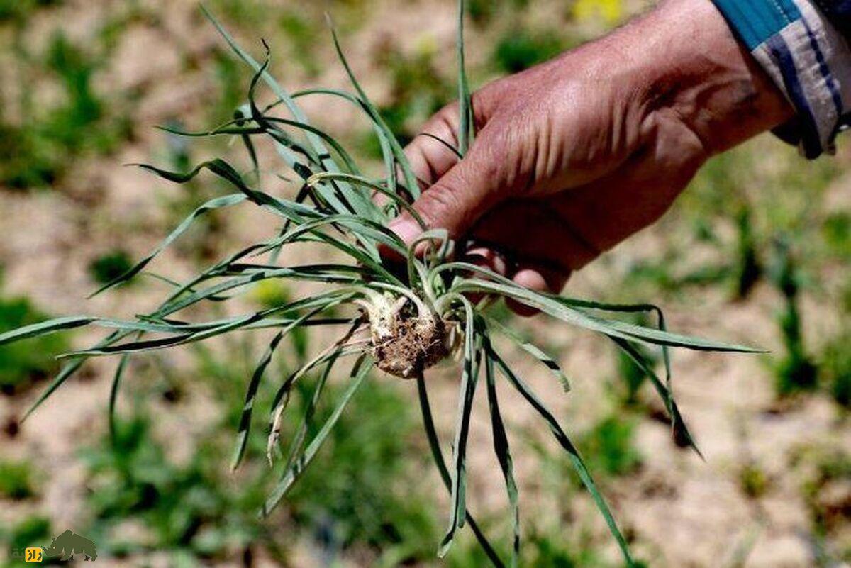 شنگ؛ پرطرفدارترین سبزی کوهی در میان لُرها و کُرد‌ها که ۴ ماه برای خوردنش فرصت دارید!