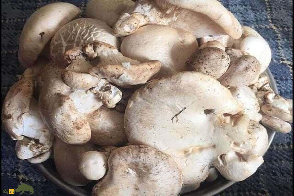 کغارک یا هکال