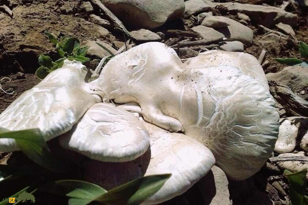 کغارک یا هکال