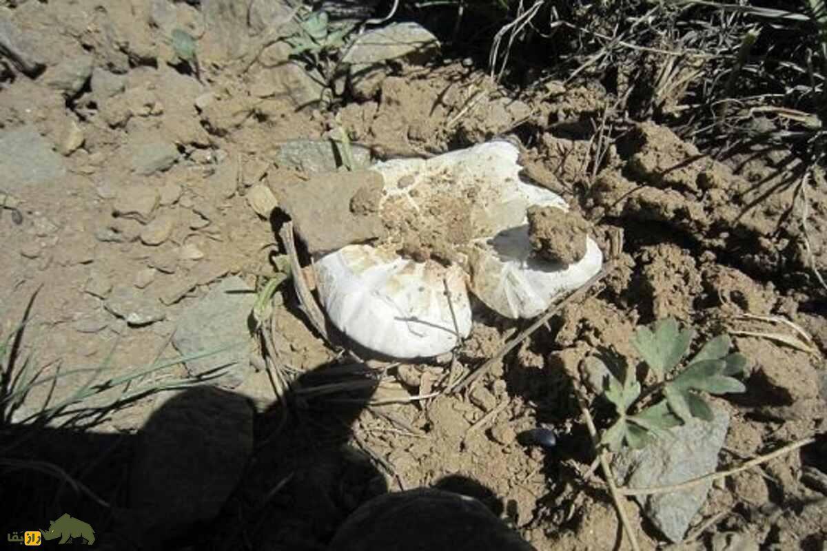 کغارک یا هکال