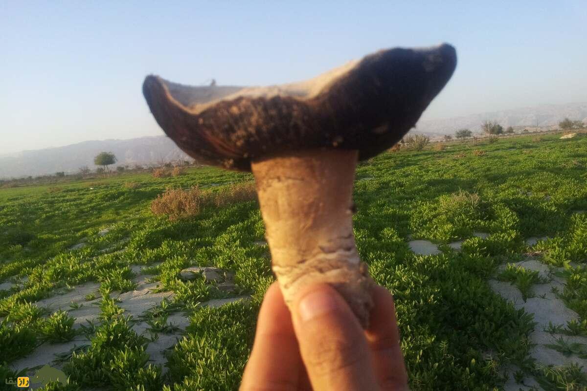 کغارک یا هکال