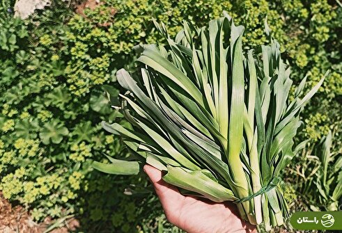 سیرموک؛ سیرموک چیست؟ در کجا‌ها یافت می‌شود؟ و چه غذاهایی می‌شود با آن پخت؟