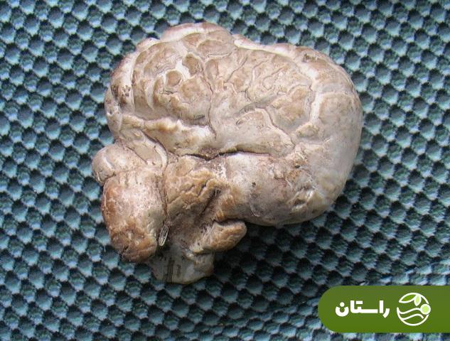 کغارک یا هکال