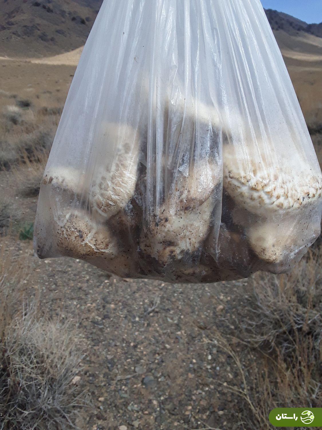 کغارک یا هکال