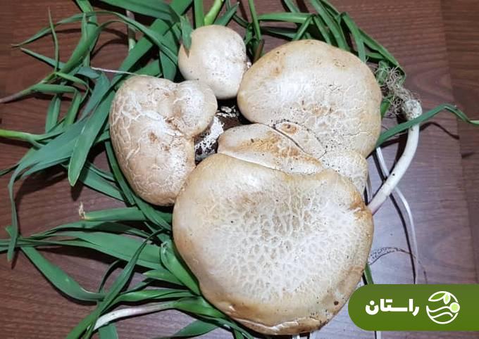 کغارک یا هکال