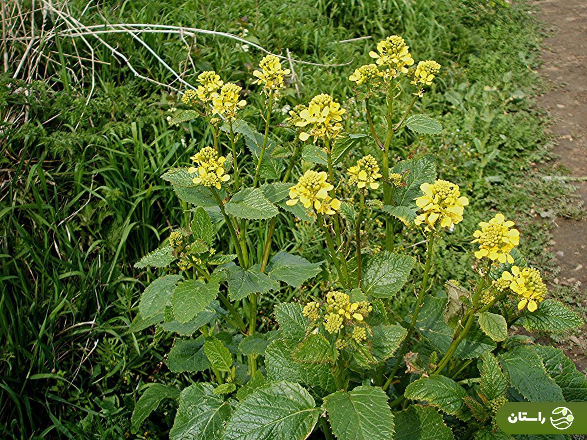 ترپوکه؛ علف هرزی که خوشمزهترین آش لری بهاره با آن درست میشود + دستور پخت آش ترپوکه و کوفته ترپوکه ترپوکه یا خردل کوهی