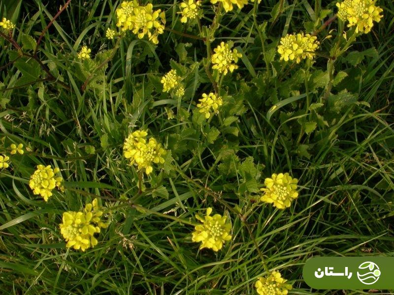 ترپوکه؛ علف هرزی که خوشمزهترین آش لری بهاره با آن درست میشود + دستور پخت آش ترپوکه و کوفته ترپوکه ترپوکه یا خردل کوهی