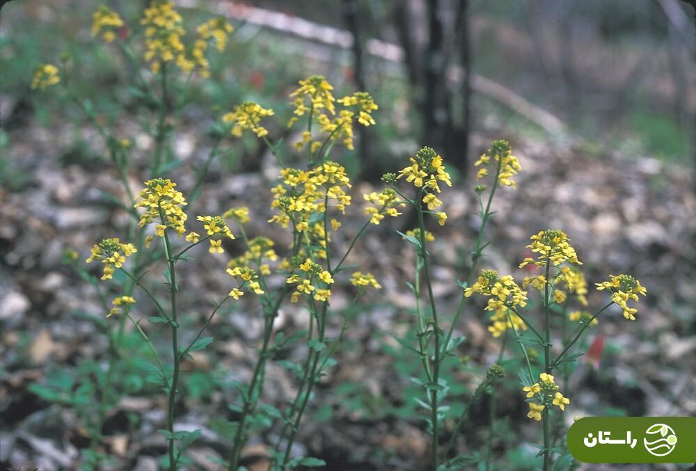 ترپوکه؛ علف هرزی که خوشمزهترین آش لری بهاره با آن درست میشود + دستور پخت آش ترپوکه و کوفته ترپوکه ترپوکه یا خردل کوهی