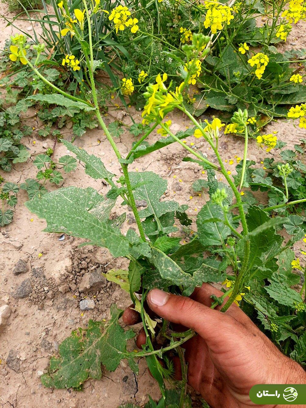 ترپوکه؛ علف هرزی که خوشمزهترین آش لری بهاره با آن درست میشود + دستور پخت آش ترپوکه و کوفته ترپوکه ترپوکه