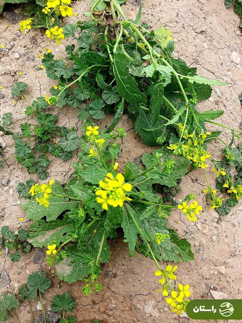 ترپوکه؛ علف هرزی که خوشمزهترین آش لری بهاره با آن درست میشود + دستور پخت آش ترپوکه و کوفته ترپوکه ترپوکه