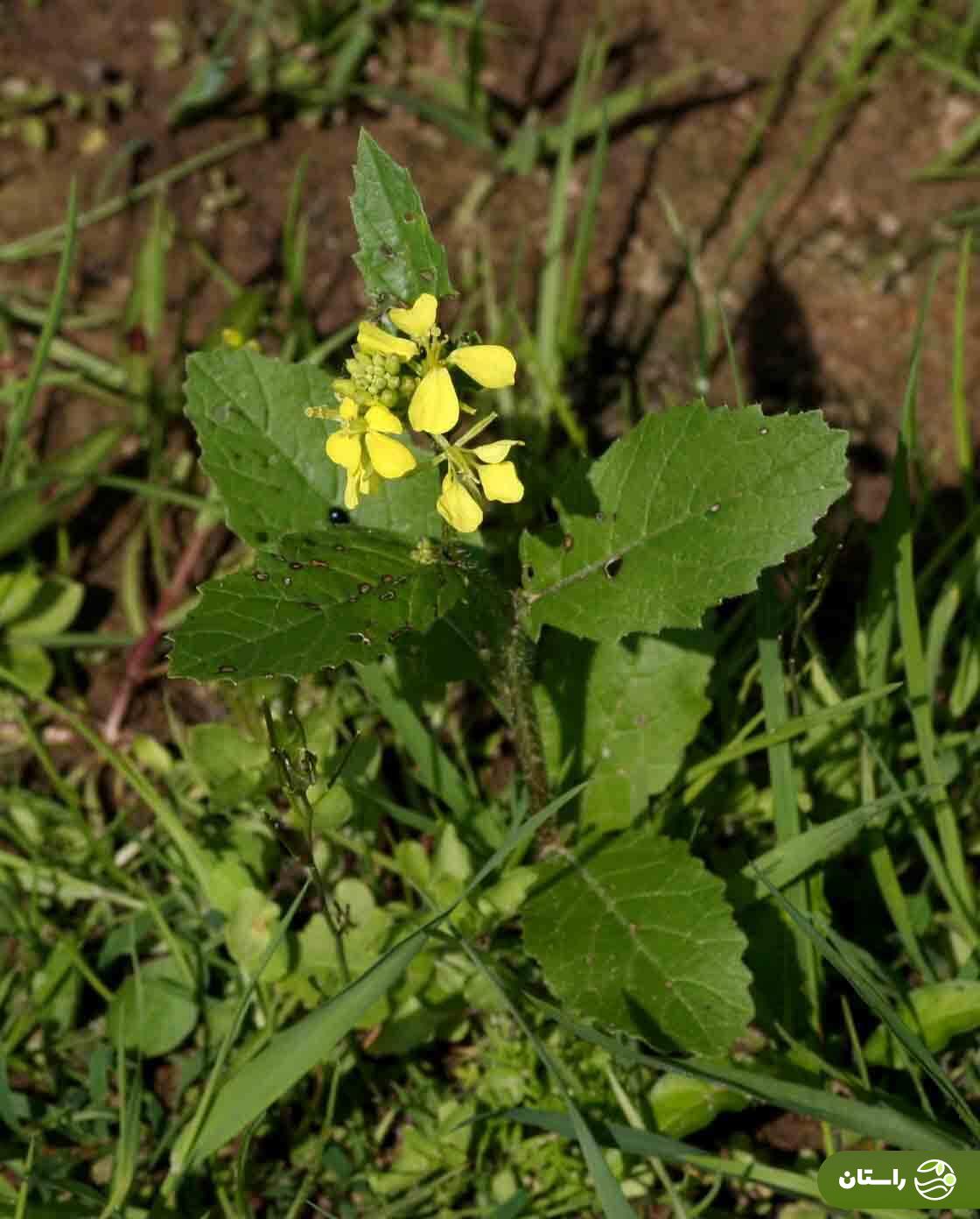 ترپوکه؛ علف هرزی که خوشمزهترین آش لری بهاره با آن درست میشود + دستور پخت آش ترپوکه و کوفته ترپوکه ترپوکه؛ علف هرزی که خوشمزهترین آش لری بهاره با آن درست میشود + دستور پخت آش ترپوکه و کوفته ترپوکه