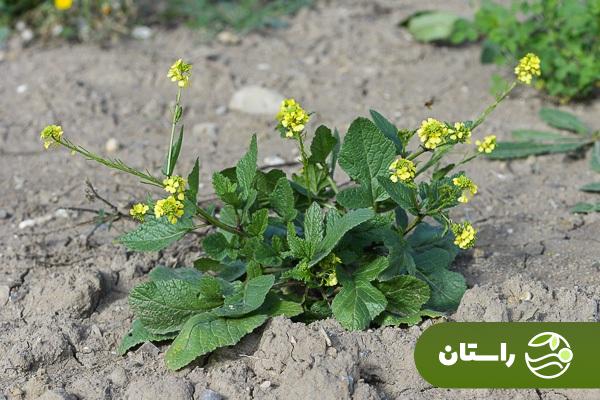 ترپوکه؛ علف هرزی که خوشمزهترین آش لری بهاره با آن درست میشود + دستور پخت آش ترپوکه و کوفته ترپوکه ترپوکه؛ علف هرزی که خوشمزهترین آش لری بهاره با آن درست میشود + دستور پخت آش ترپوکه و کوفته ترپوکه